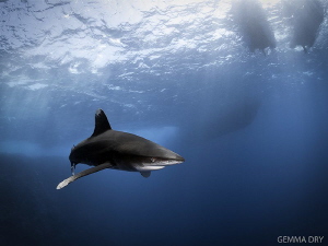 Oceanic Whitetip, taken at Big Brother, Red Sea, Egypt.
... by Gemma Dry 